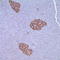 Neural Cell Adhesion Molecule 1 antibody, TA327646, Origene, Immunohistochemistry frozen image 