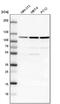 Lon Peptidase 1, Mitochondrial antibody, NBP1-81734, Novus Biologicals, Western Blot image 