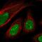 Sterile Alpha Motif Domain Containing 14 antibody, NBP2-13278, Novus Biologicals, Immunofluorescence image 