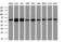 Histone Deacetylase 1 antibody, M00256-1, Boster Biological Technology, Western Blot image 