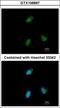Clusterin-associated protein 1 antibody, GTX106897, GeneTex, Immunocytochemistry image 