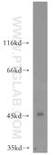 C1q And TNF Related 4 antibody, 14023-1-AP, Proteintech Group, Western Blot image 