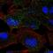 Mannosidase Beta antibody, HPA053478, Atlas Antibodies, Immunofluorescence image 