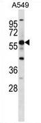 G Protein-Coupled Receptor 153 antibody, AP51920PU-N, Origene, Western Blot image 