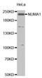 Nuclear Mitotic Apparatus Protein 1 antibody, orb136015, Biorbyt, Western Blot image 