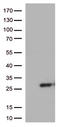 SSX Family Member 4B antibody, TA812589, Origene, Western Blot image 