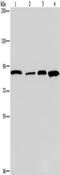 Junction Plakoglobin antibody, TA350108, Origene, Western Blot image 