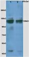 Thrombospondin 1 antibody, orb7127, Biorbyt, Western Blot image 