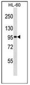 General Transcription Factor IIIC Subunit 2 antibody, AP51974PU-N, Origene, Western Blot image 