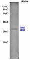 Nerve Growth Factor antibody, orb11126, Biorbyt, Western Blot image 