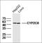 Cytochrome P450 Family 2 Subfamily C Member 8 antibody, orb182844, Biorbyt, Western Blot image 