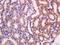 Ribosomal Protein SA antibody, orb330770, Biorbyt, Immunohistochemistry paraffin image 