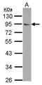 FLYWCH-Type Zinc Finger 1 antibody, GTX116956, GeneTex, Western Blot image 