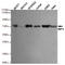 KOC antibody, TA346976, Origene, Western Blot image 