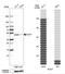 ECSIT Signalling Integrator antibody, NBP1-91858, Novus Biologicals, Western Blot image 