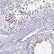 Chromosome 17 Open Reading Frame 64 antibody, PA5-60703, Invitrogen Antibodies, Immunohistochemistry frozen image 