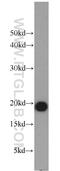 Marginal Zone B And B1 Cell Specific Protein antibody, 11454-1-AP, Proteintech Group, Western Blot image 