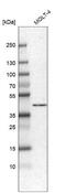 Histone PARylation Factor 1 antibody, NBP1-93973, Novus Biologicals, Western Blot image 