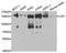DNA Ligase 1 antibody, A1858, ABclonal Technology, Western Blot image 