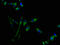 G Protein-Coupled Receptor 1 antibody, LS-C670963, Lifespan Biosciences, Immunofluorescence image 