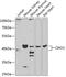 Cytosolic Iron-Sulfur Assembly Component 1 antibody, GTX32522, GeneTex, Western Blot image 
