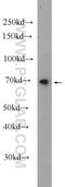 Ring Finger Protein 112 antibody, 25165-1-AP, Proteintech Group, Western Blot image 
