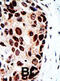 HDAC7 antibody, abx026081, Abbexa, Immunohistochemistry frozen image 