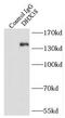 DEAH-Box Helicase 38 antibody, FNab02381, FineTest, Immunoprecipitation image 