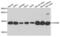 Cytochrome C Oxidase Subunit 5B antibody, PA5-76138, Invitrogen Antibodies, Western Blot image 