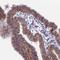 B9 Domain Containing 2 antibody, HPA042618, Atlas Antibodies, Immunohistochemistry frozen image 