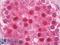Ubiquitin B antibody, LS-B7684, Lifespan Biosciences, Immunohistochemistry frozen image 