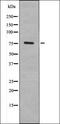 BORA Aurora Kinase A Activator antibody, orb335917, Biorbyt, Western Blot image 