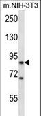 Kinase suppressor of Ras 1 antibody, LS-C164436, Lifespan Biosciences, Western Blot image 