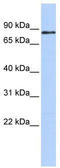 MYB Proto-Oncogene Like 1 antibody, TA345638, Origene, Western Blot image 