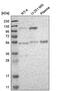 DNA Polymerase Kappa antibody, PA5-64942, Invitrogen Antibodies, Western Blot image 