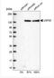USP21 antibody, NBP1-80631, Novus Biologicals, Western Blot image 