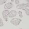 Angiomotin antibody, FNab00368, FineTest, Immunohistochemistry paraffin image 