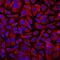 Calcium Activated Nucleotidase 1 antibody, MAB6720, R&D Systems, Immunofluorescence image 
