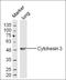 Cytohesin 3 antibody, orb317570, Biorbyt, Western Blot image 