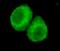 Jumonji Domain Containing 6, Arginine Demethylase And Lysine Hydroxylase antibody, A03690, Boster Biological Technology, Immunofluorescence image 