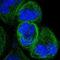 Intraflagellar Transport 43 antibody, HPA003438, Atlas Antibodies, Immunofluorescence image 