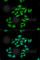 Carnitine Palmitoyltransferase 1A antibody, A5307, ABclonal Technology, Immunofluorescence image 