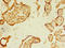 ER Lipid Raft Associated 1 antibody, A58954-100, Epigentek, Immunohistochemistry paraffin image 