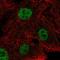 Nei Like DNA Glycosylase 2 antibody, HPA073029, Atlas Antibodies, Immunocytochemistry image 