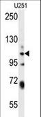 WWC Family Member 3 antibody, LS-C160648, Lifespan Biosciences, Western Blot image 