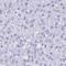 MAS Related GPR Family Member G antibody, HPA058909, Atlas Antibodies, Immunohistochemistry frozen image 