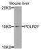 DNA-directed RNA polymerases I, II, and III subunit RPABC2 antibody, orb136106, Biorbyt, Western Blot image 