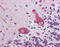 Ankyrin-3 antibody, TA316531, Origene, Immunohistochemistry paraffin image 