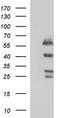 SMAD Family Member 1 antibody, LS-C788519, Lifespan Biosciences, Western Blot image 