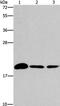 ADP Ribosylation Factor Like GTPase 3 antibody, PA5-50628, Invitrogen Antibodies, Western Blot image 